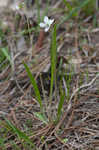 Bog white violet